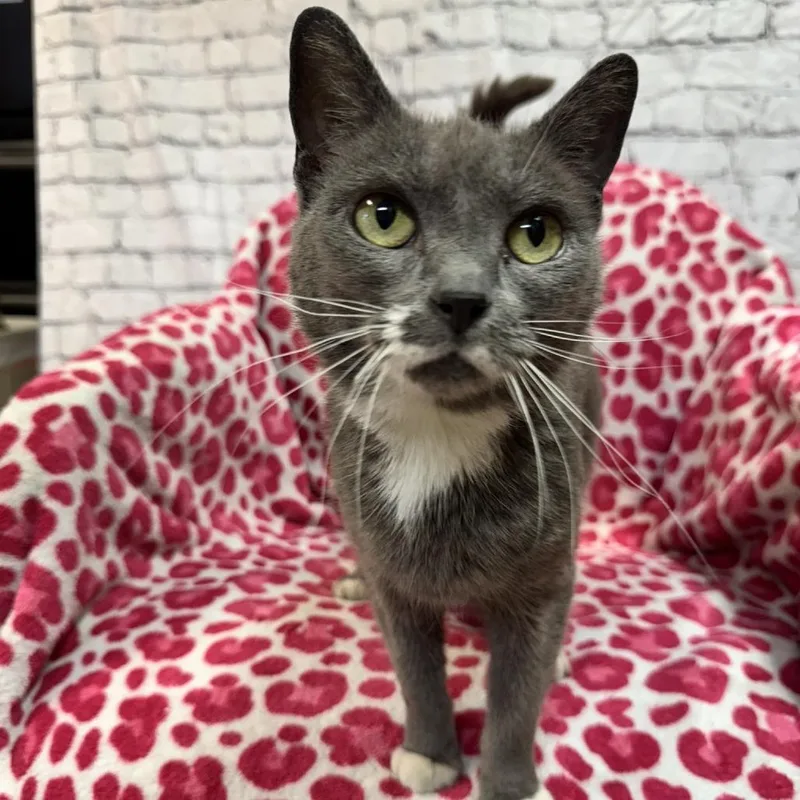 An adult small-sized female Gray / Blue / Silver Domestic Short Hair cat named Ice for adoption in Kittanning, PA