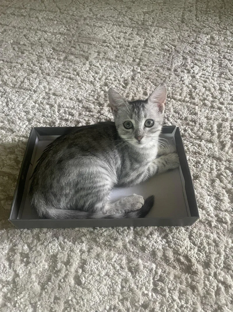 A baby medium-sized female Tabby cat named Zaria for adoption in MONTGOMERY, TX
