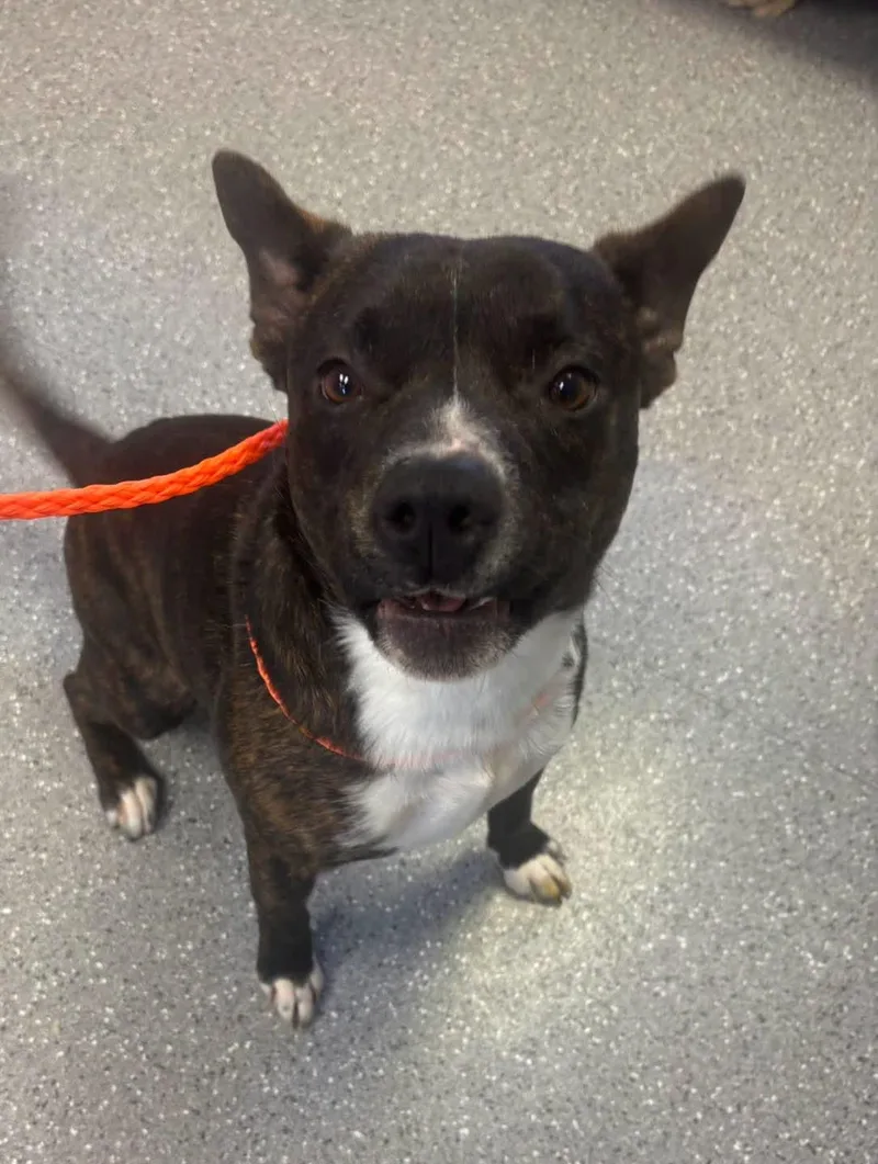 A young medium-sized male Pit Bull Terrier dog named Biscuit for adoption in Watertown, NY