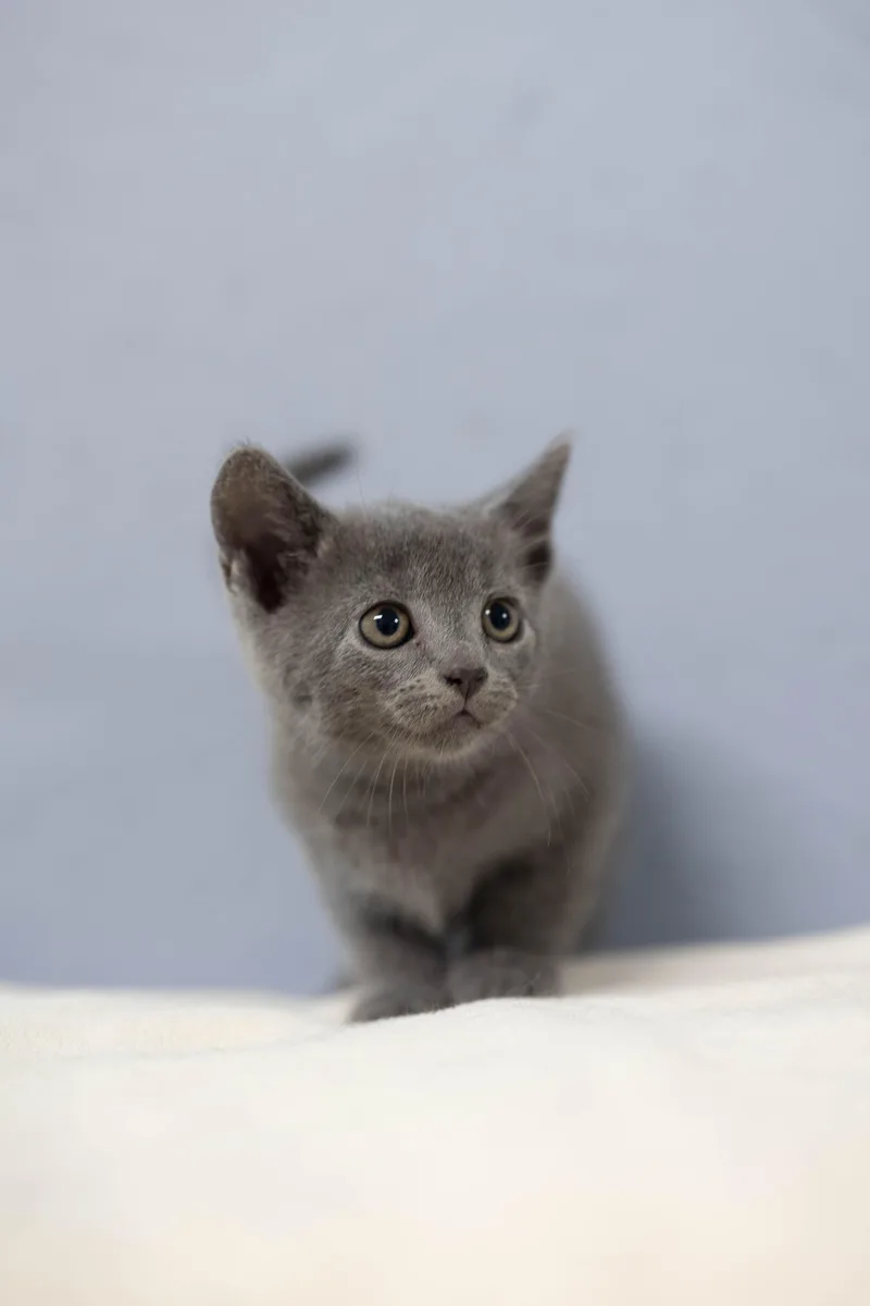 A baby medium-sized female Domestic Long Hair cat named Tessa for adoption in Talbott, TN