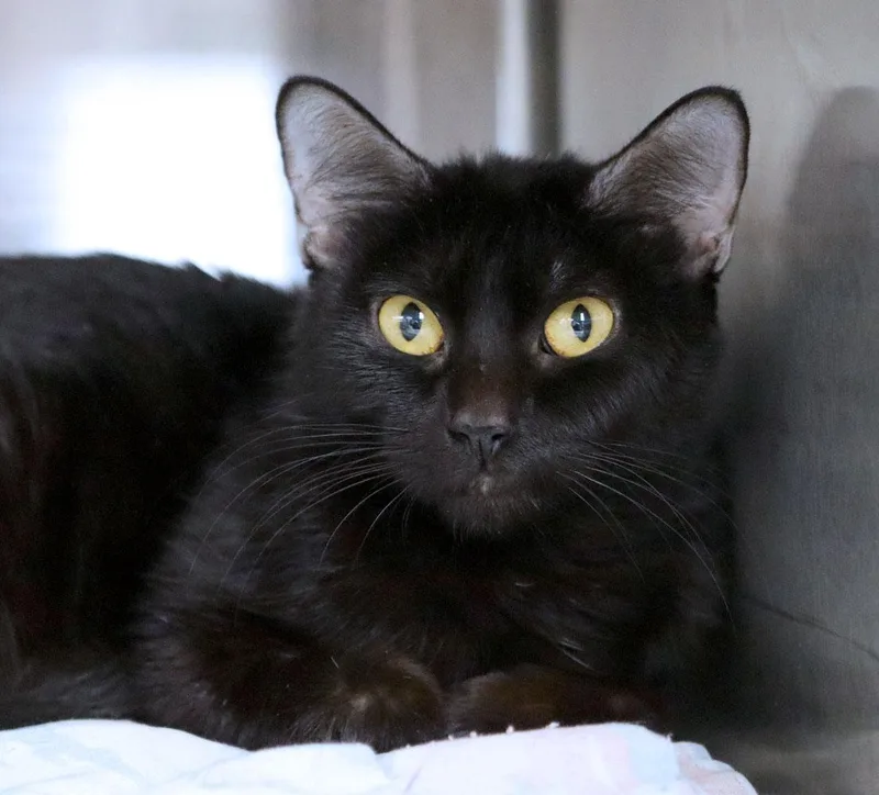 A young small-sized female Domestic Short Hair cat named Melinda for adoption in Kansas City, KS