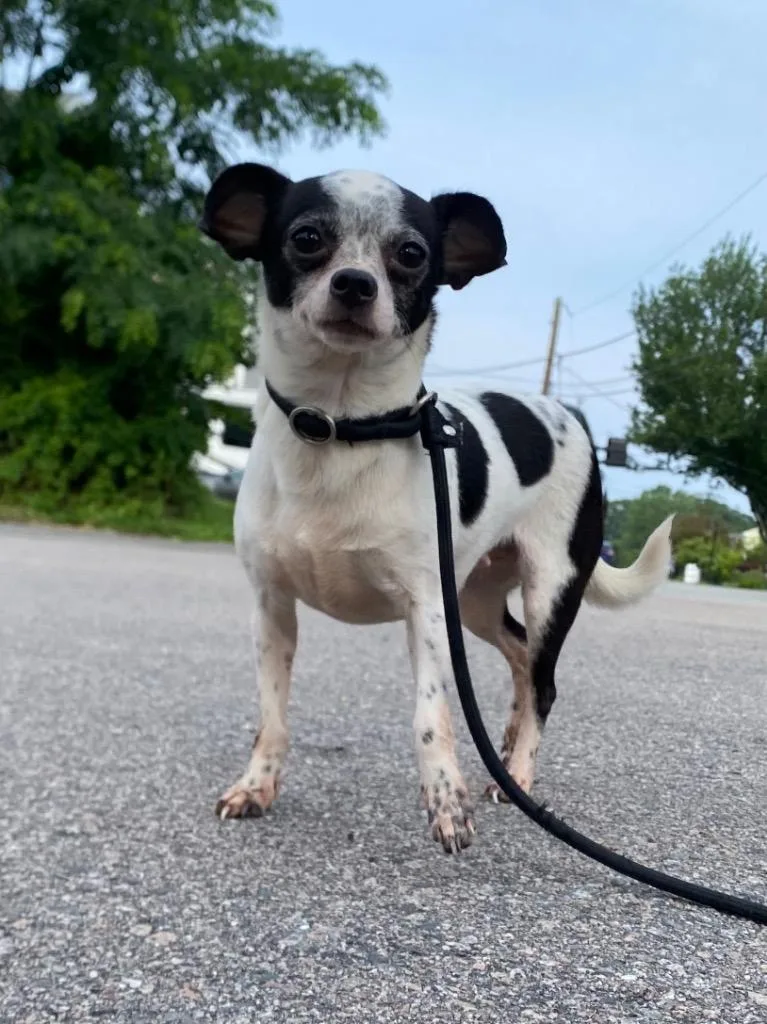 An adult small-sized female Chihuahua dog named Winfrey for adoption in Fall River, MA