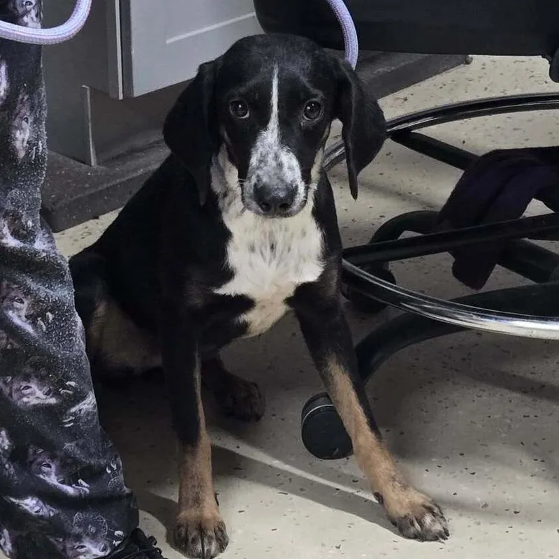 A young medium-sized female Black Mixed Breed dog named Alpha for adoption in Springboro, OH