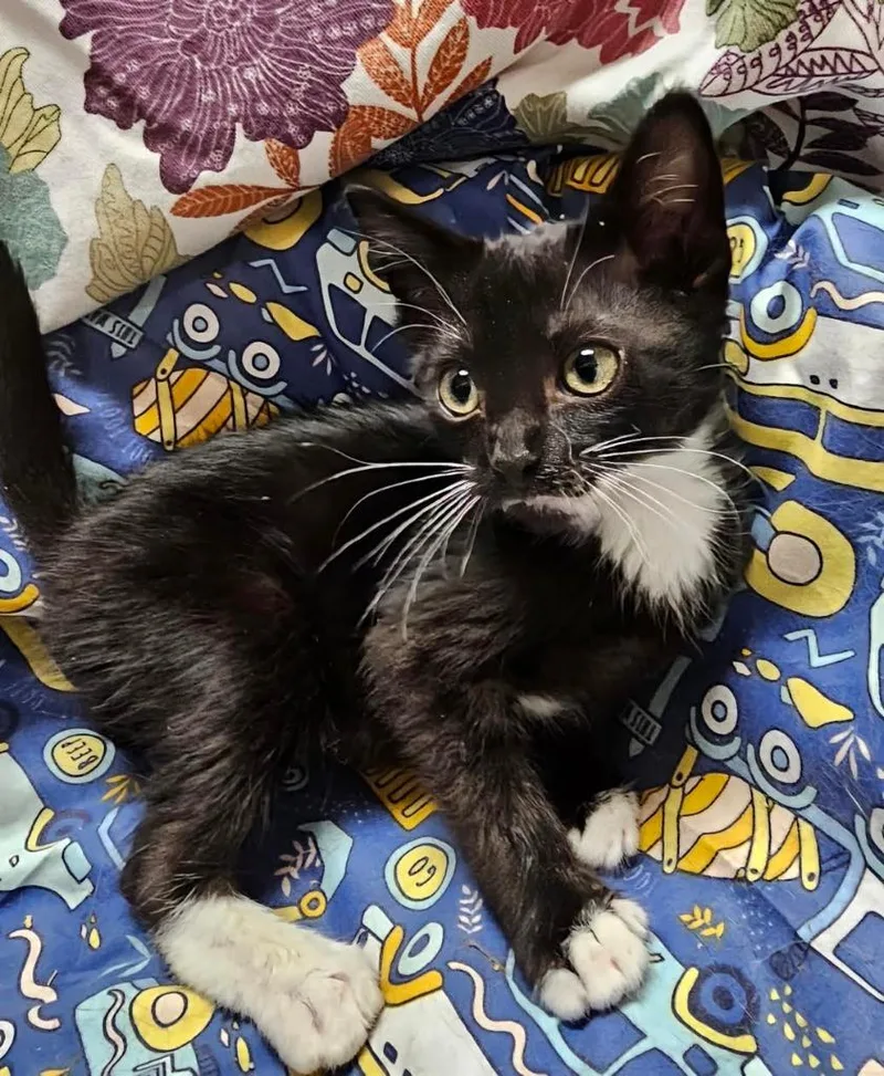 A baby medium-sized male Domestic Short Hair cat named Batman for adoption in Salt Lake City, UT