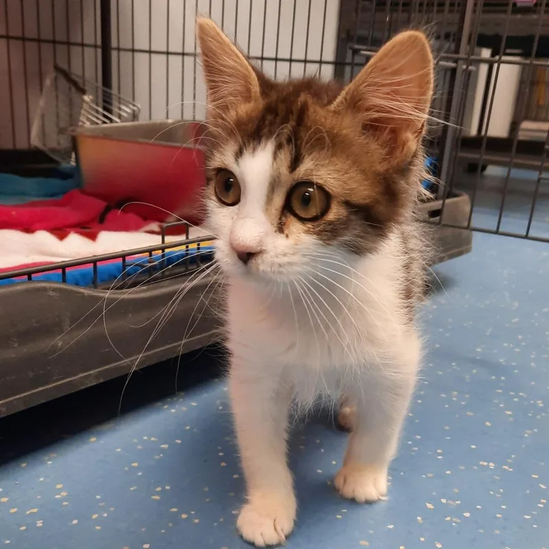 A baby small-sized female Brown / Chocolate Domestic Medium Hair cat named Pistachio for adoption in Watertown, NY