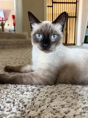 A young medium-sized male Siamese cat named Charlie for adoption in Parker, TX