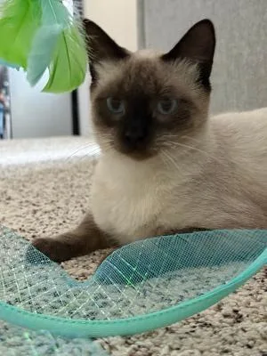 Charlie thumbnail 2