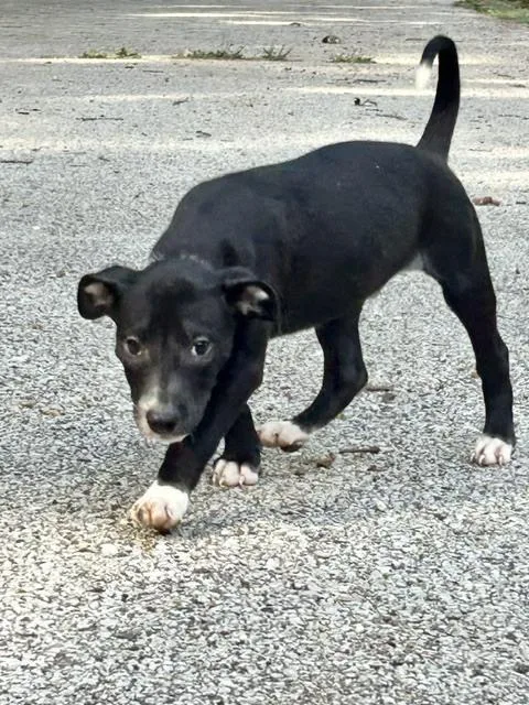 A baby large-sized male Mixed Breed dog named Cicada for adoption in Muskegon, MI