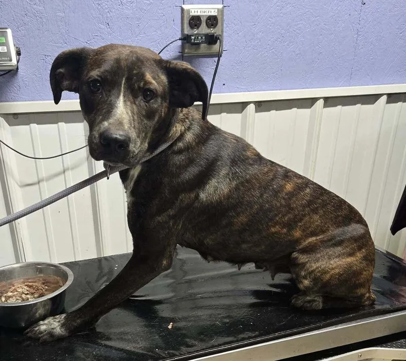 A young medium-sized female Plott Hound dog named Bella for adoption in Waverly, OH