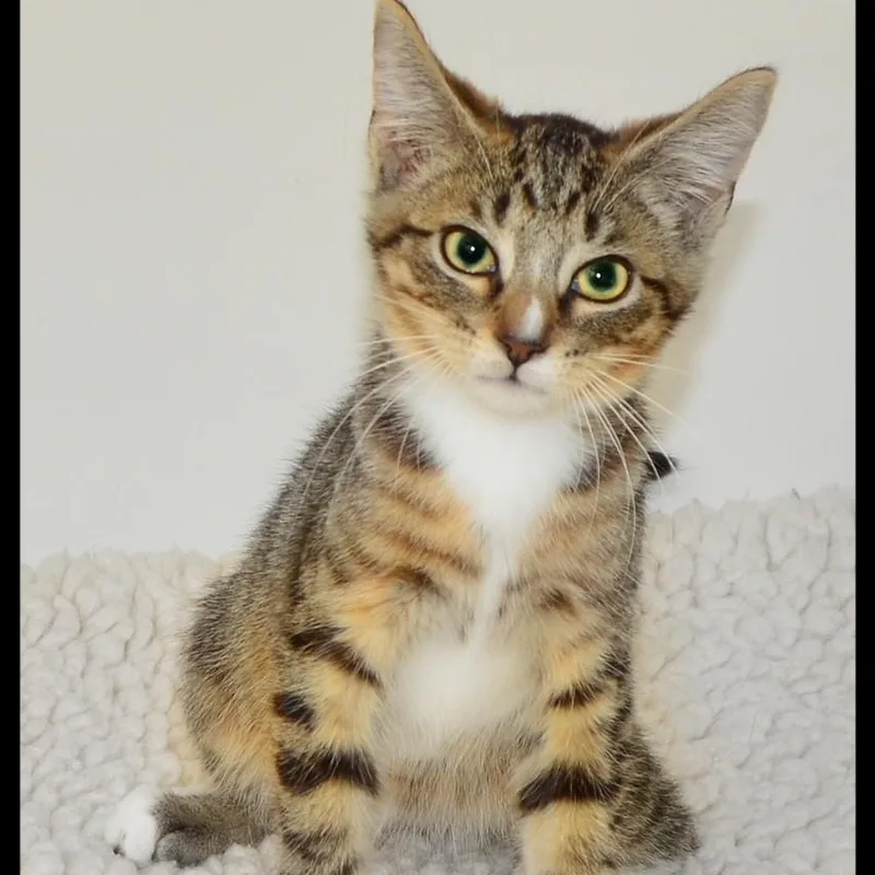 A baby medium-sized female Tabby cat named Iris for adoption in San Andreas, CA