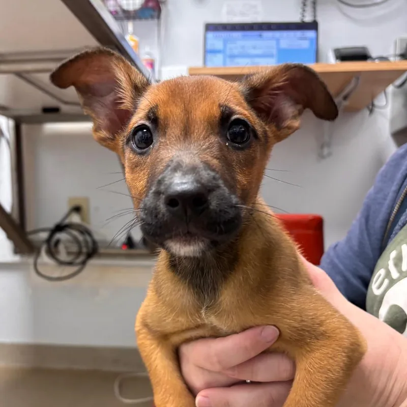 A baby small-sized female Terrier dog named Abby for adoption in Brookfield, WI
