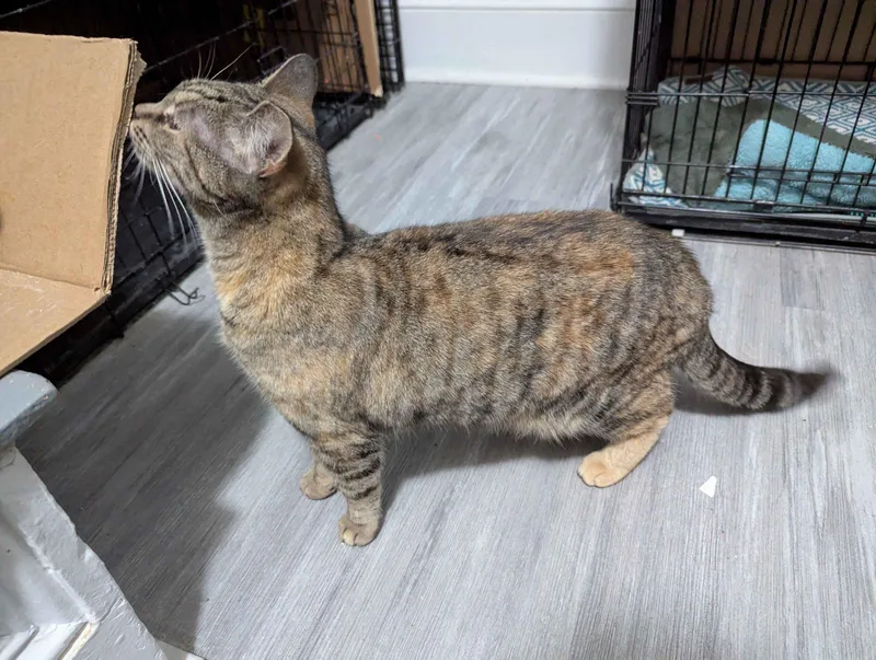 A young medium-sized female Tabby (Brown / Chocolate) Domestic Short Hair cat named Cherry for adoption in Seven Valleys, PA