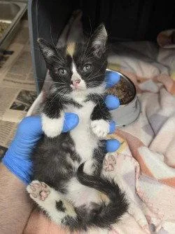 A baby small-sized female Domestic Short Hair cat named CA  Lemonade for adoption in Glen Allen, VA