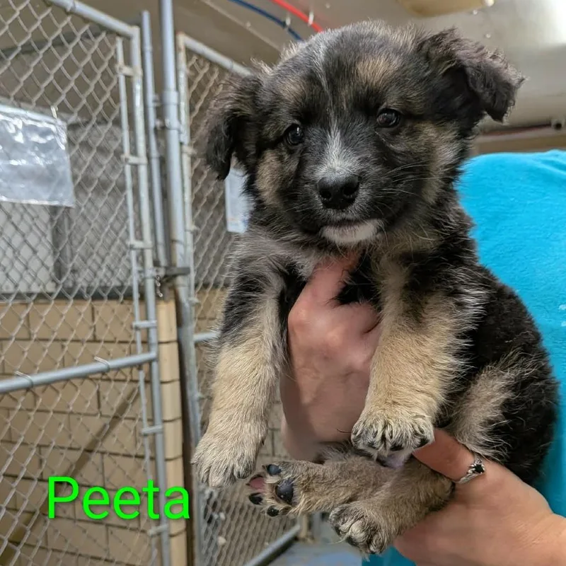 A baby small-sized male Brown / Chocolate German Shepherd Dog dog named Peeta for adoption in Greenville, PA
