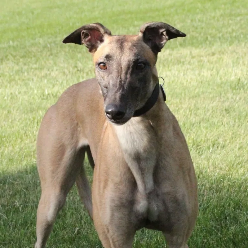 An adult large-sized female Greyhound dog named Sadie for adoption in Goshen, IN