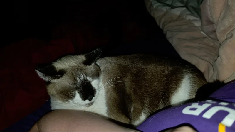 An adult large-sized male Buff / Tan / Fawn Snowshoe cat named George for adoption in Pocatello, ID