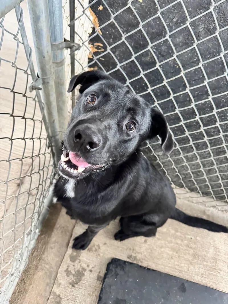 A young medium-sized male Labrador Retriever dog named Cinder for adoption in Rowlett, TX