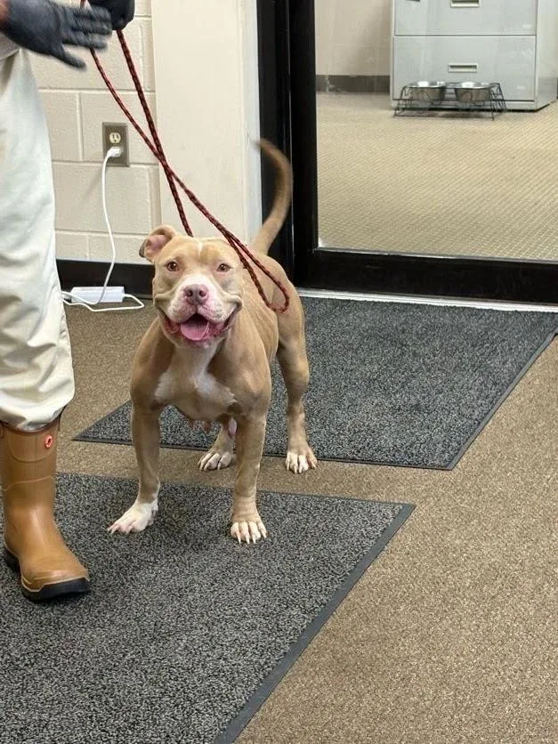 An adult medium-sized female Pit Bull Terrier dog named Fanny The Nanny for adoption in Effingham, SC