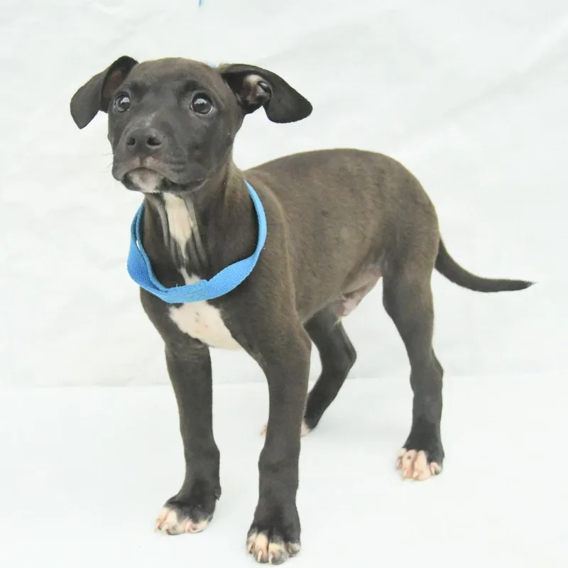 A baby medium-sized male Black Mountain Cur dog named Finley for adoption in Natchez, MS