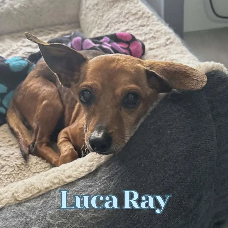 Luca Ray
