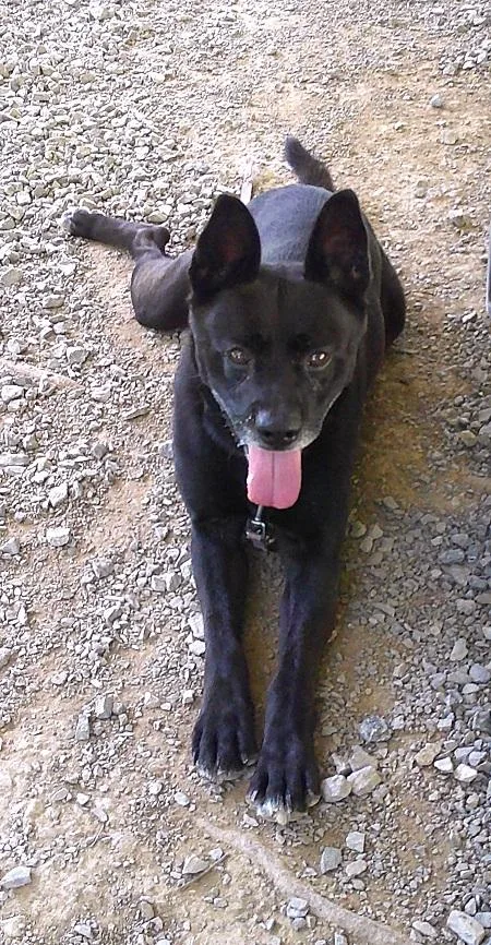 An adult medium-sized male Black Shepherd dog named Bear for adoption in Pegram, TN