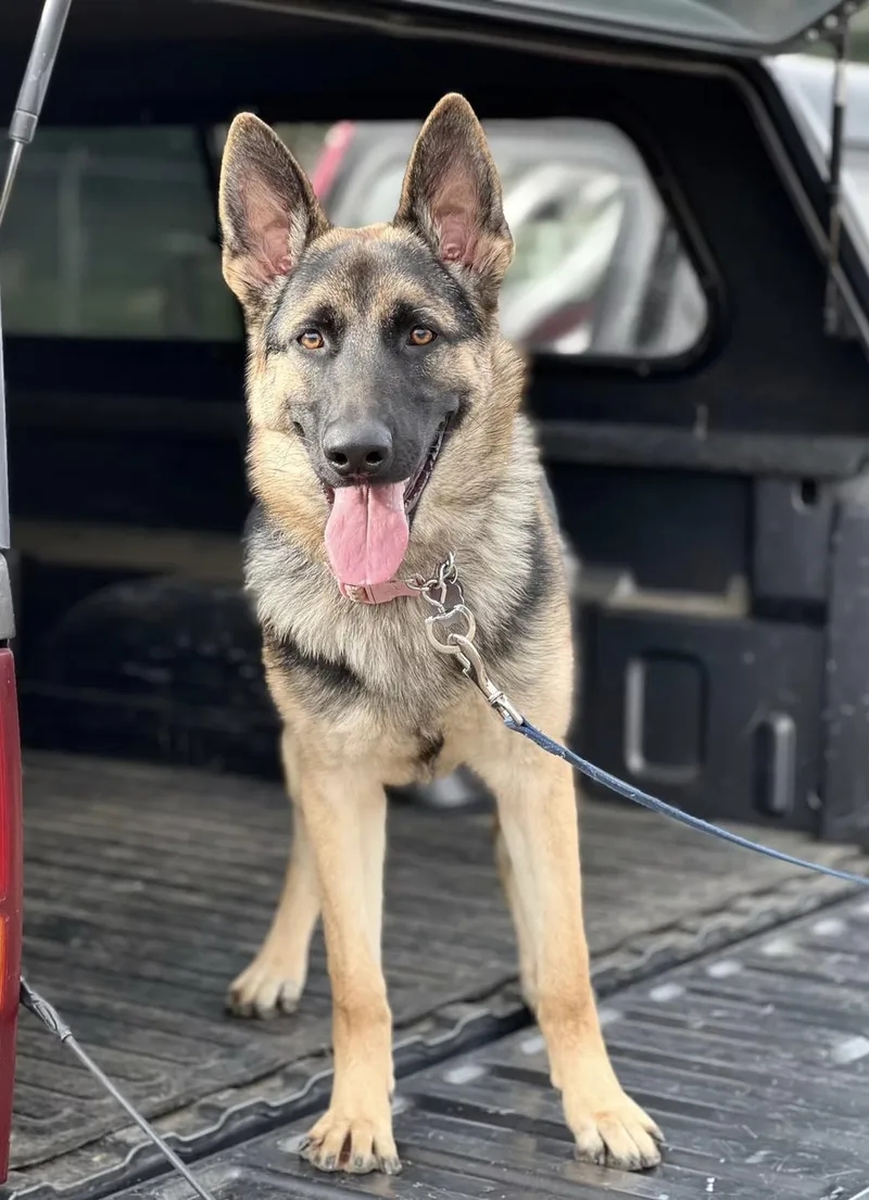 An adult large-sized female Black German Shepherd Dog dog named Ivy for adoption in San Diego, CA