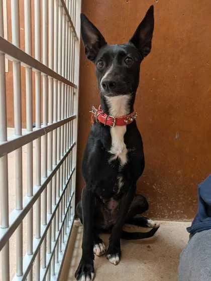 A young medium-sized female Terrier dog named Sandy for adoption in Burlington, WA