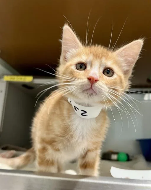 A baby small-sized male Domestic Short Hair cat named Luke for adoption in San Francisco, CA