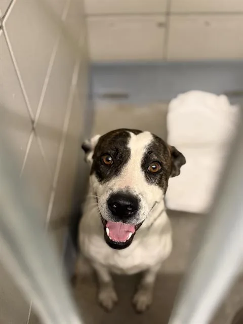 A young medium-sized female Staffordshire Bull Terrier dog named Janet for adoption in Houston, TX