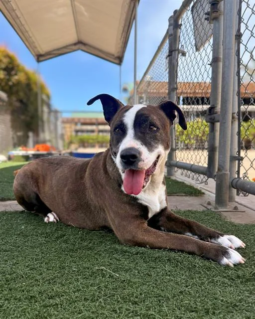 An adult medium-sized female Pit Bull Terrier dog named Jellybean for adoption in Chula Vista, CA