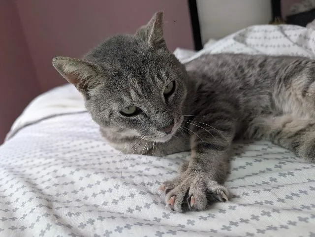 A young medium-sized male Domestic Short Hair cat named Anakit for adoption in Pawtucket, RI
