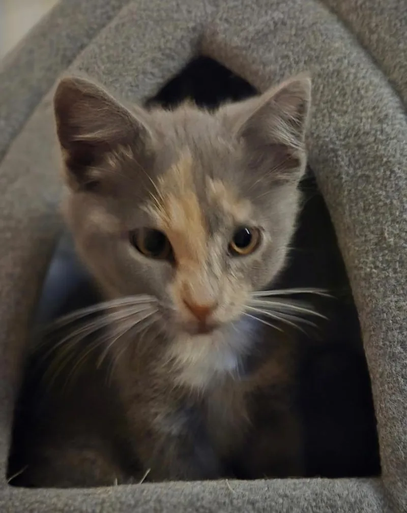 A baby small-sized female Domestic Medium Hair cat named Frenchie for adoption in Leonardtown, MD