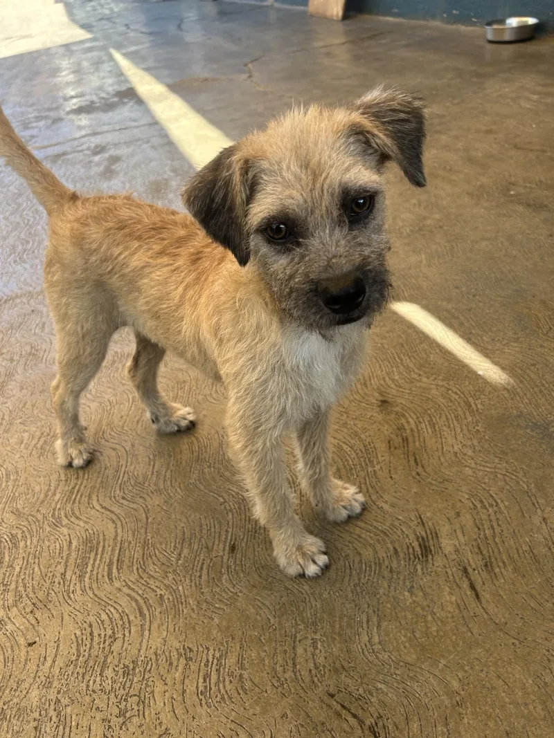 A young small-sized male Apricot / Beige Terrier dog named Billy for adoption in San Ysidro, CA