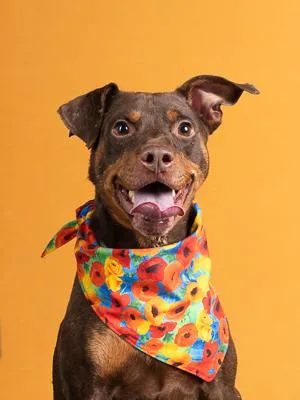 An adult medium-sized male Pit Bull Terrier dog named Pete for adoption in Atlanta, GA