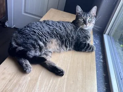 An adult medium-sized female Tabby (Gray / Blue / Silver) Domestic Short Hair cat named Biscuit for adoption in Liverpool, TX