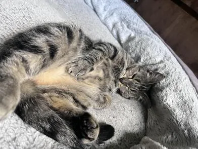 Biscuit thumbnail 2