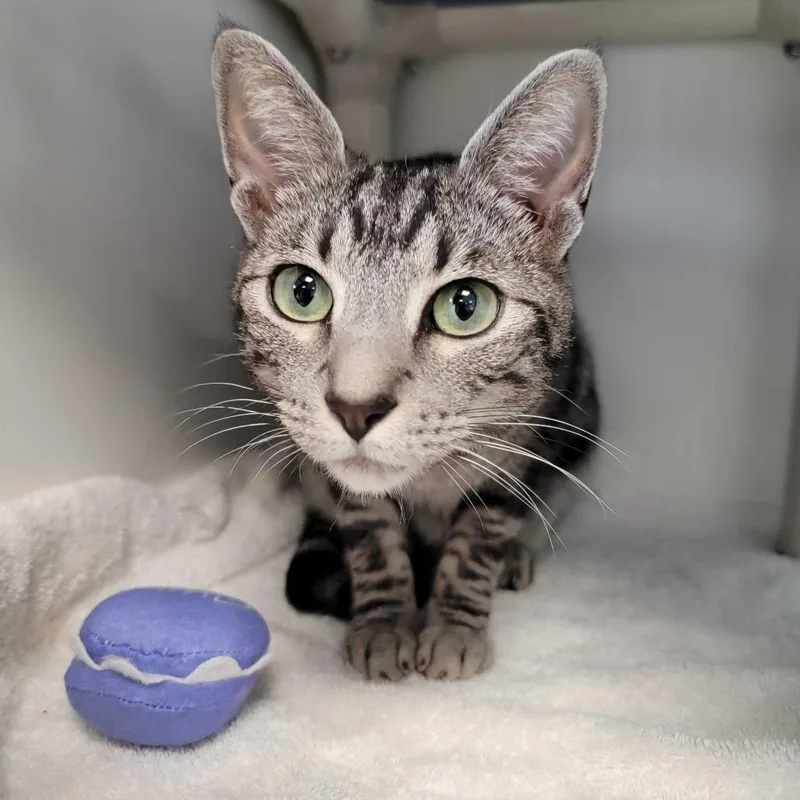 An adult medium-sized male Gray / Blue / Silver Domestic Short Hair cat named Vito for adoption in Dover, NH