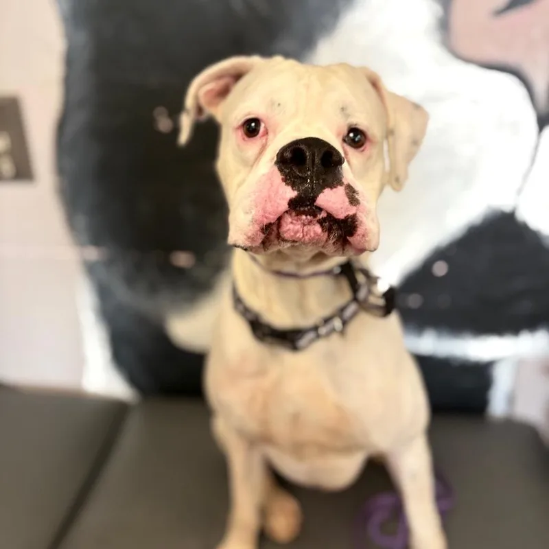 Hercules The Rd thumbnail 2