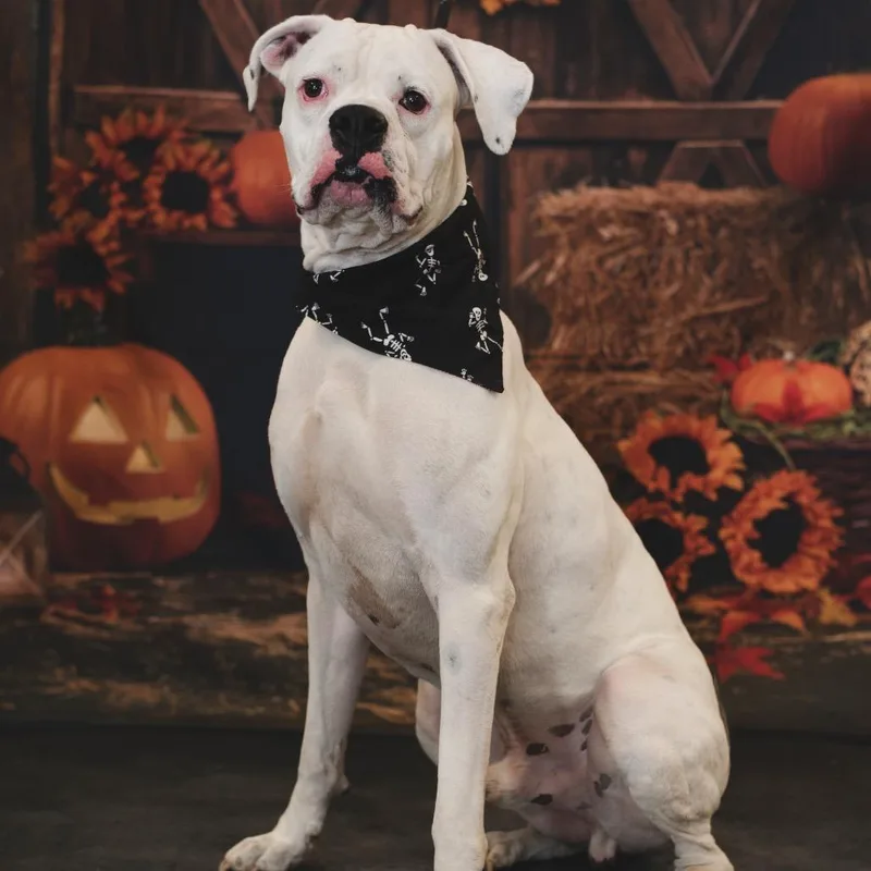 Hercules The Rd thumbnail 3