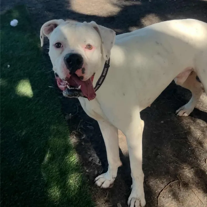 Hercules The Rd thumbnail 4