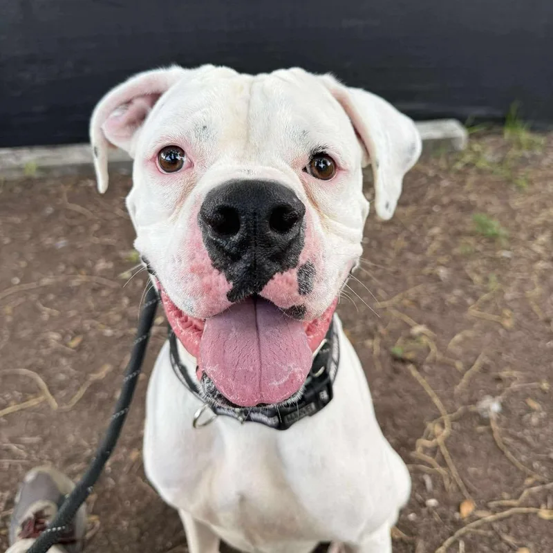 Hercules The Rd thumbnail 5