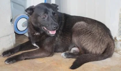 A young medium-sized male Shepherd dog named Iggy for adoption in Taylorsville, NC