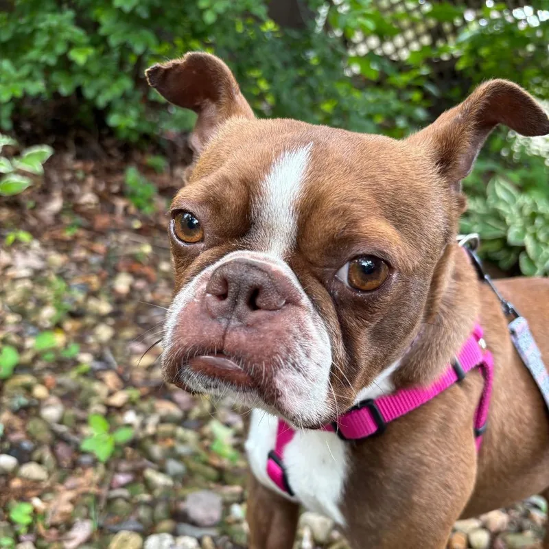 Petunia thumbnail 3