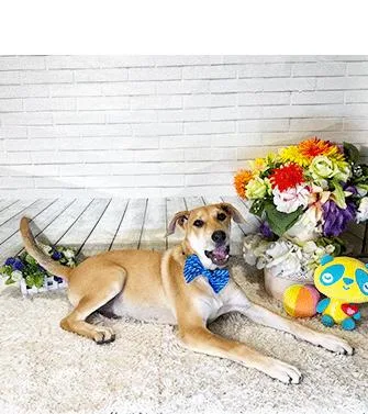 A young medium-sized male Brown / Chocolate Labrador Retriever dog named Jome for adoption in Castro Valley, CA