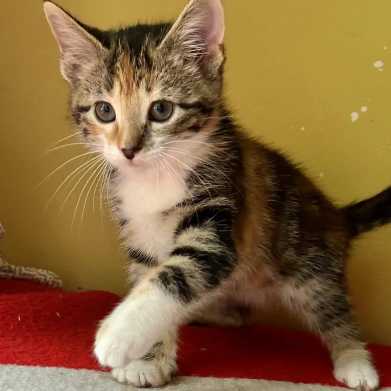 A baby small-sized female Black Domestic Short Hair cat named Plucky for adoption in Plover, WI