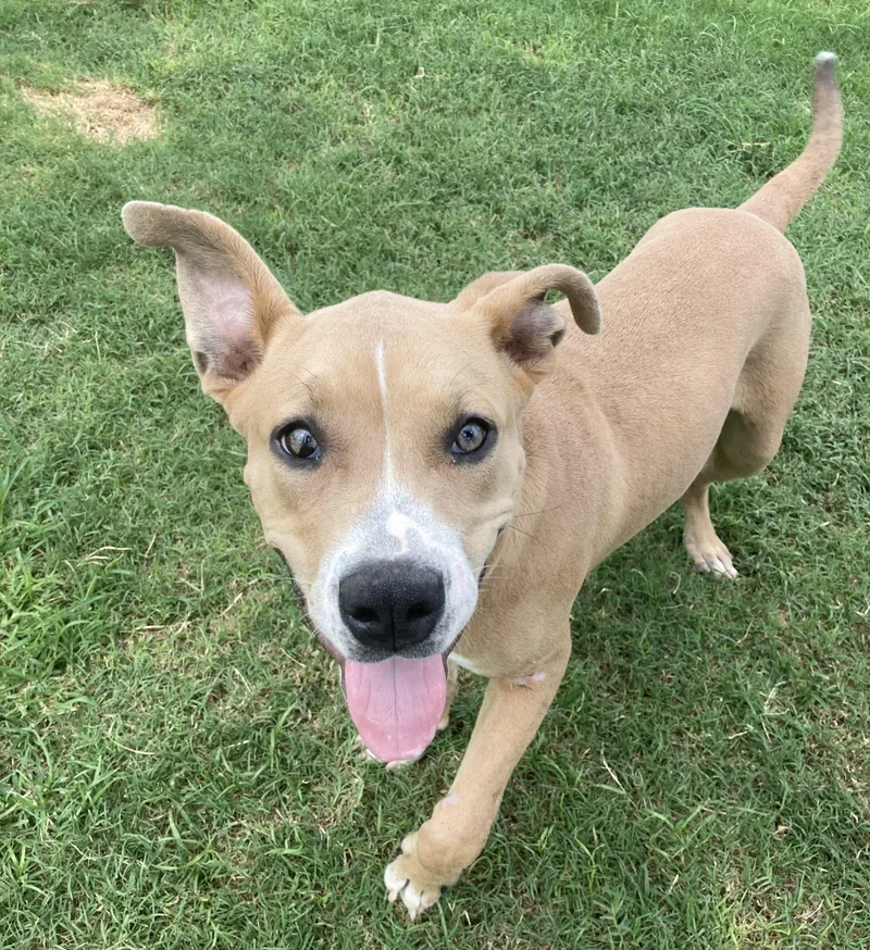 A young medium-sized female Pit Bull Terrier dog named Hazel for adoption in Houston, TX