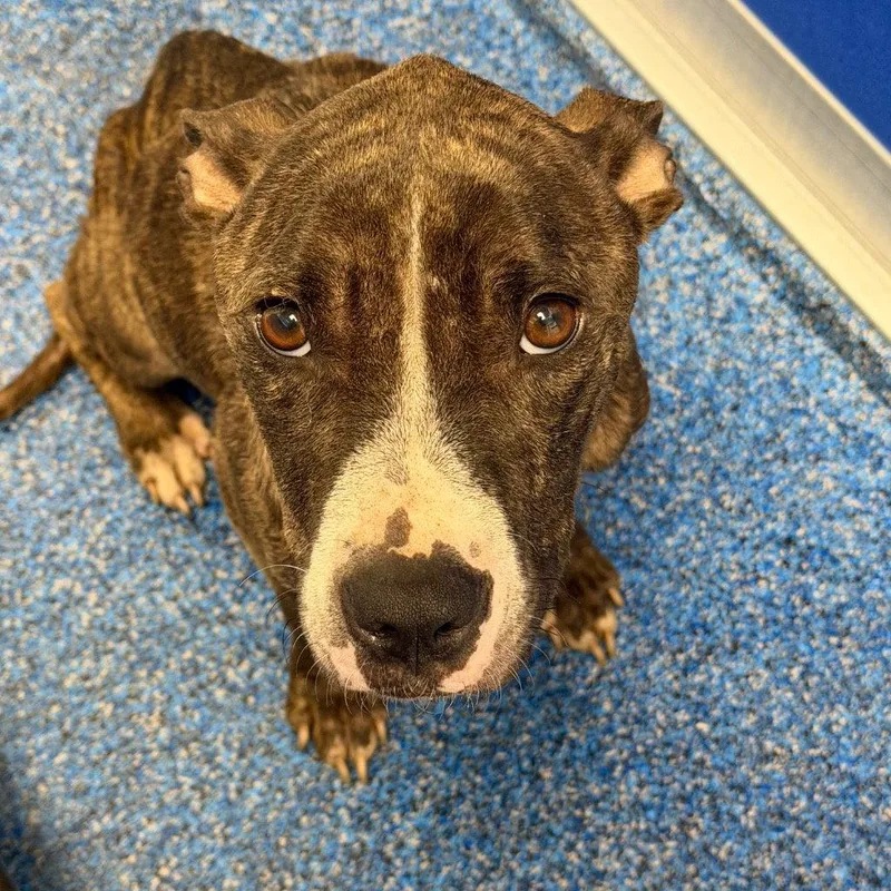 An adult medium-sized female Pit Bull Terrier dog named Mocha for adoption in Tarboro, NC