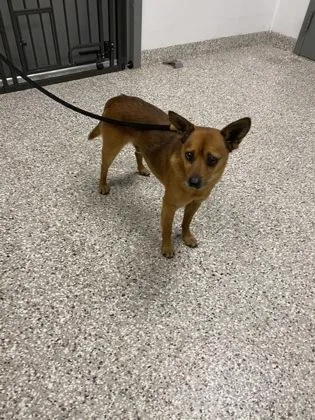 An adult small-sized male Feist dog named Bambi for adoption in Gastonia, NC