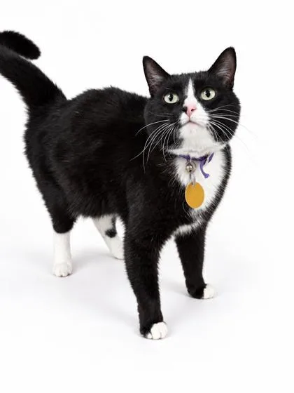 A young small-sized female Domestic Short Hair cat named Juliet Sponsored for adoption in Bowling Green, KY