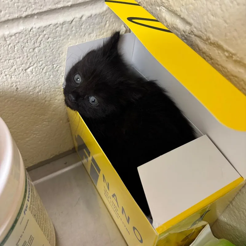 A baby small-sized female Black Domestic Short Hair cat named Stray Lowes for adoption in Roxboro, NC